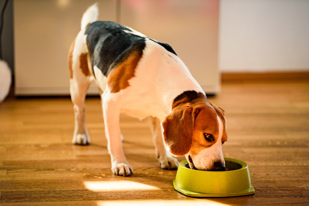 What makes Bowlsome the first choice for your dog's nutrition?