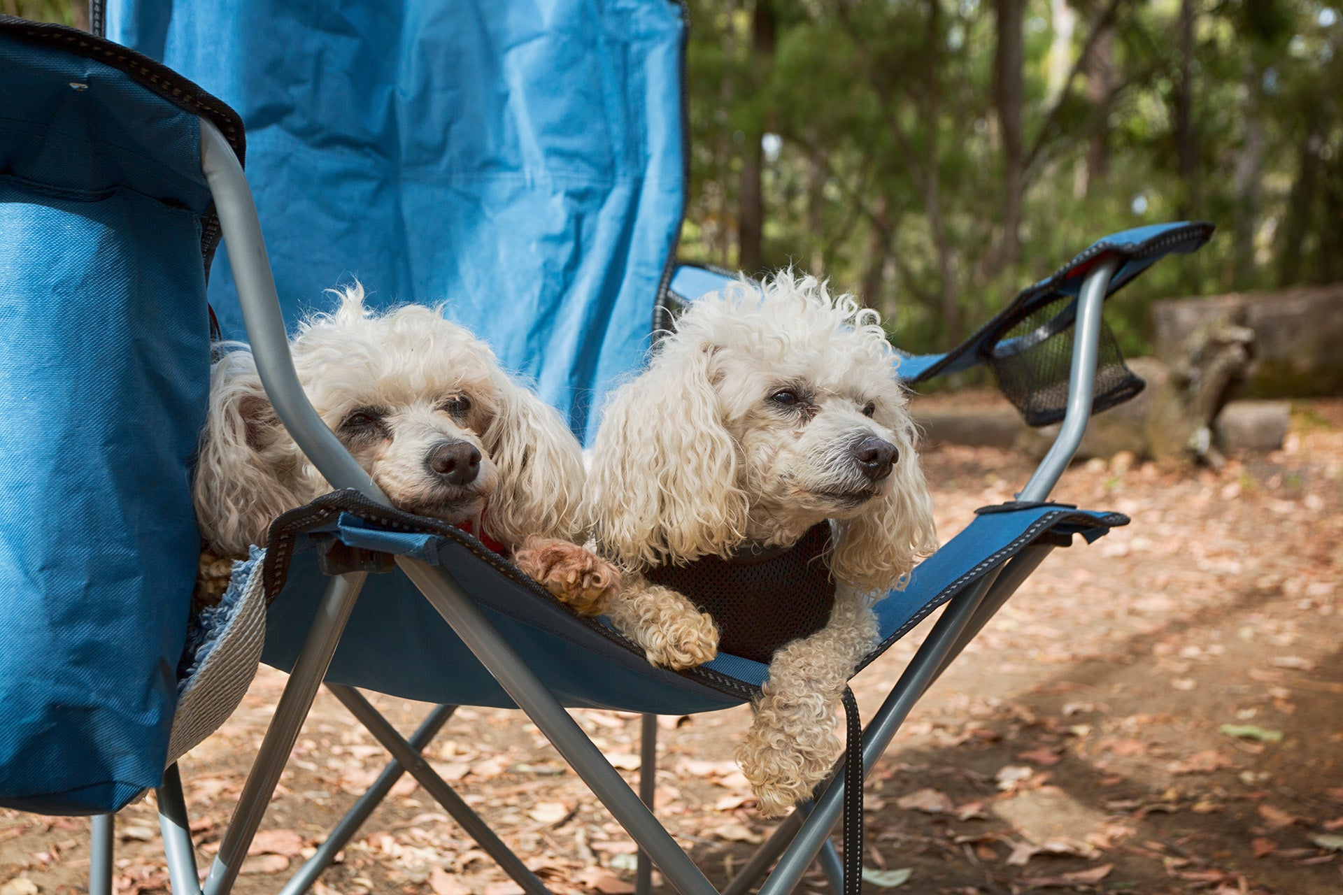 Ruffin' It: The Ultimate Guide to Camping with Your Canine Companion