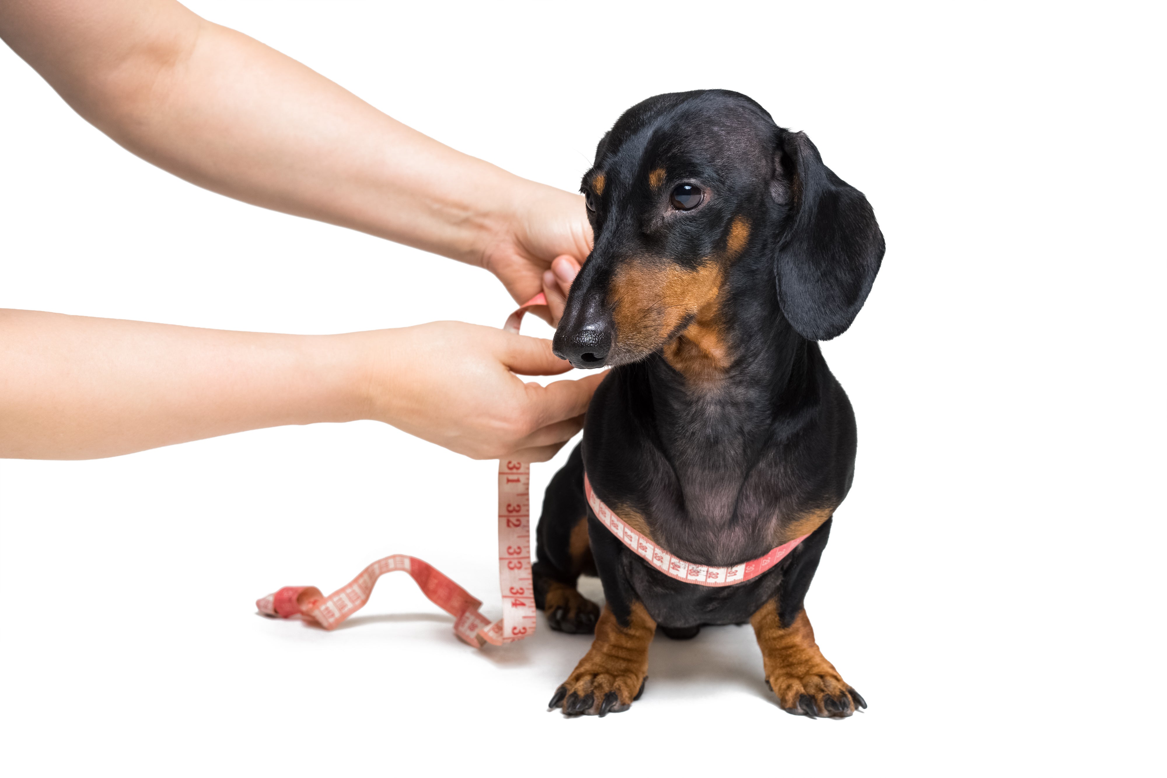 Tips That Will Help You Support Your Dog on Their Weight-Loss Journey!
